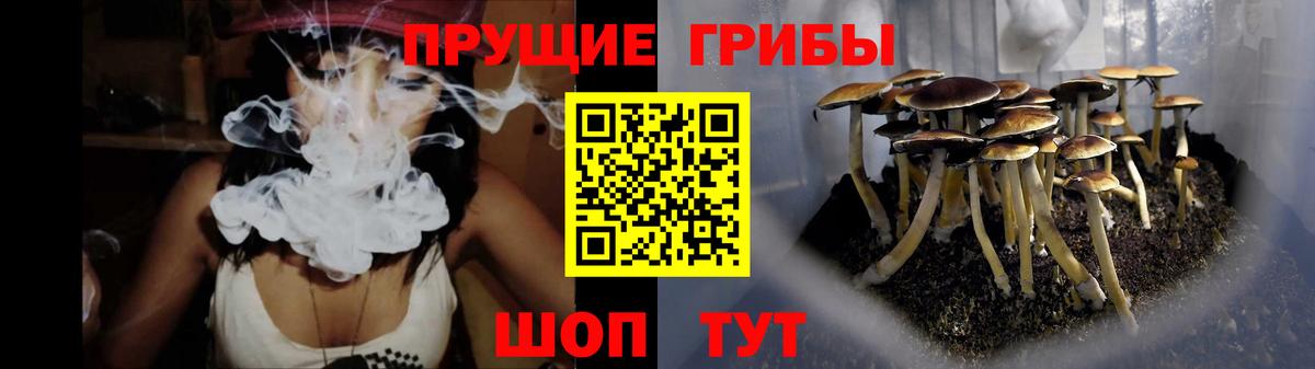 Галлюциногенные грибы Psilocybe  Вход с VPN  Кандалакша 